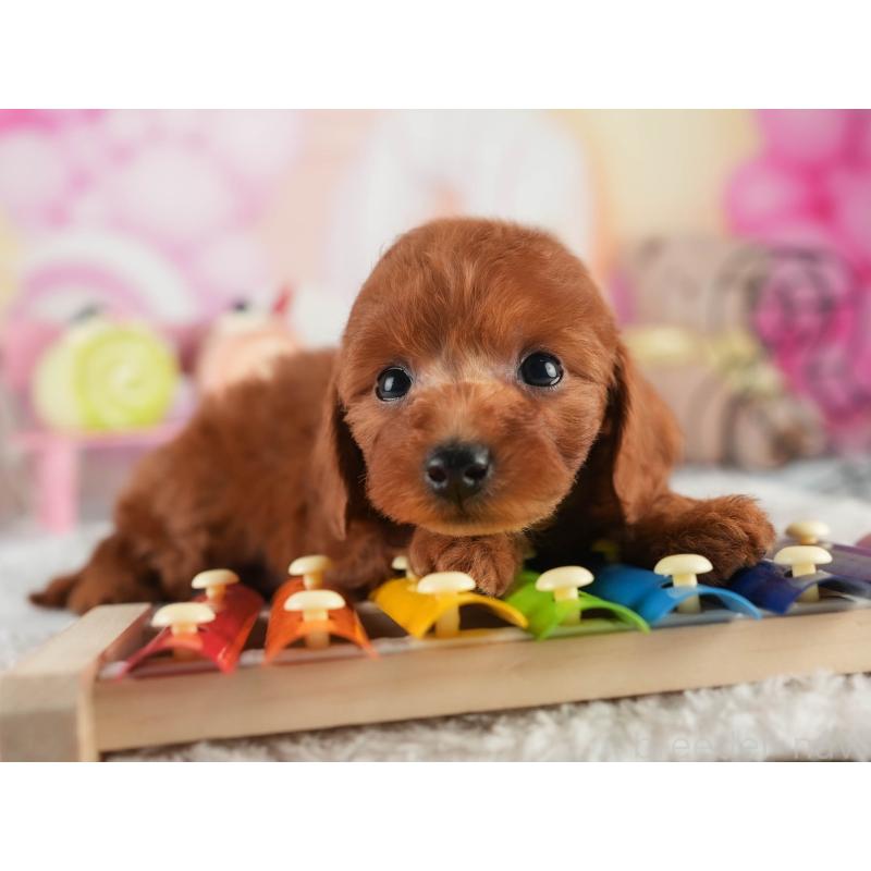 販売中の茨城県のトイプードル-452652の5枚目