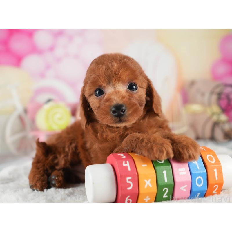 販売中の茨城県のトイプードル-452652の4枚目