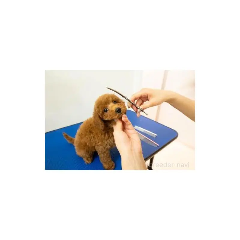 販売中の栃木県のトイプードル-452731の16枚目