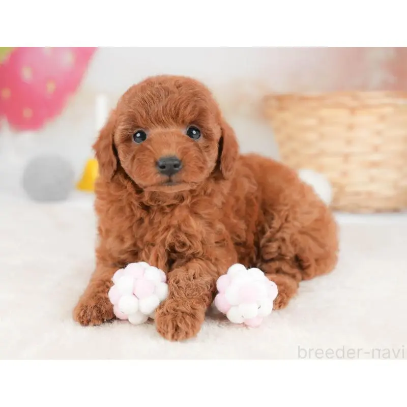 販売中の栃木県のトイプードル-452731の11枚目