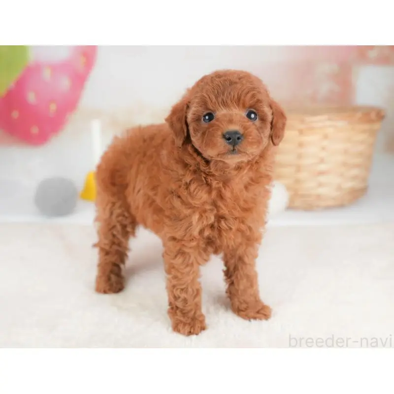 販売中の栃木県のトイプードル-452731の10枚目