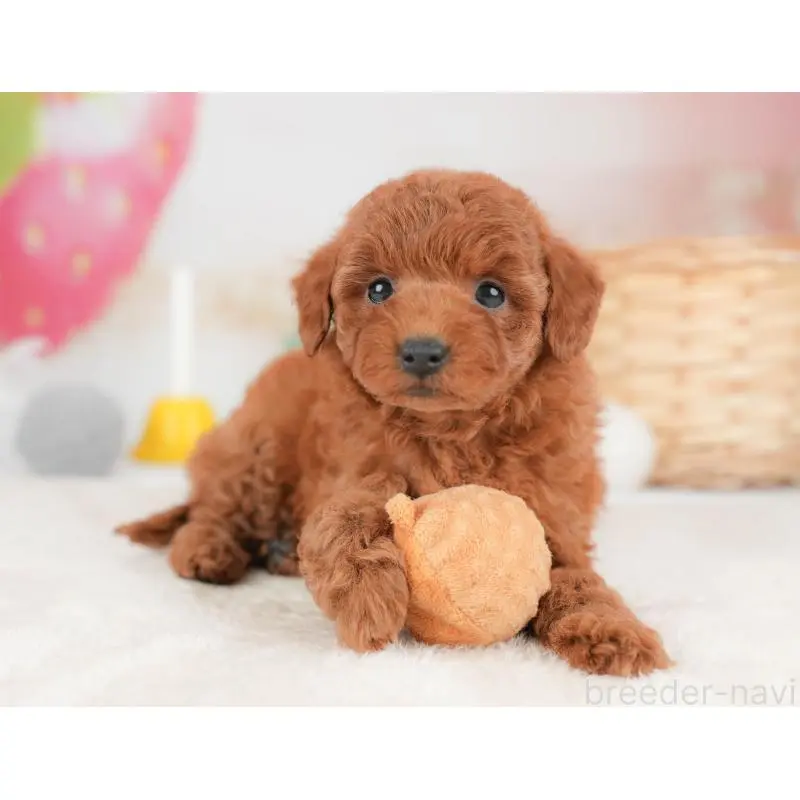 販売中の栃木県のトイプードル-452731の9枚目