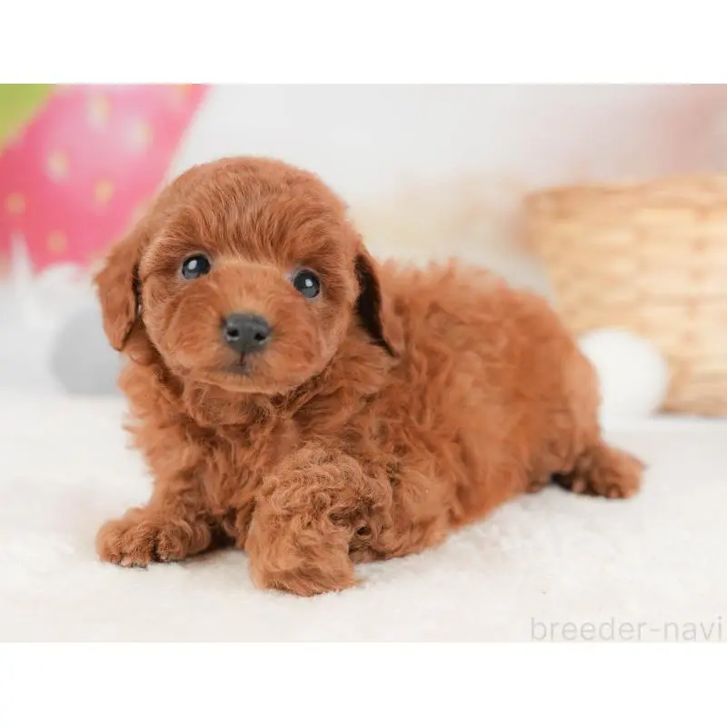 販売中の栃木県のトイプードル-452731の8枚目