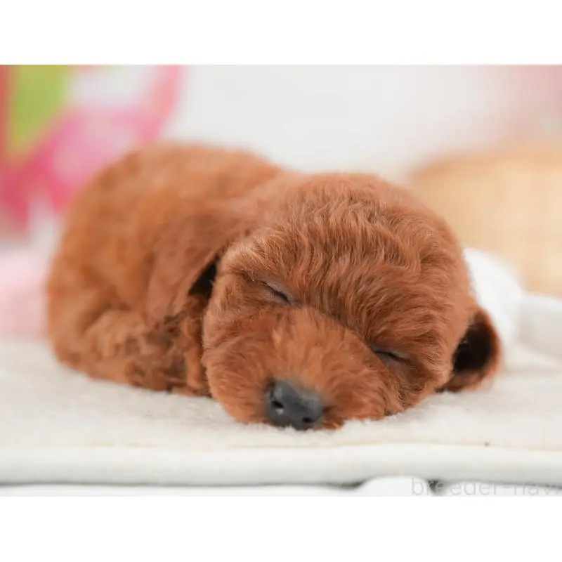 販売中の栃木県のトイプードル-452731の7枚目