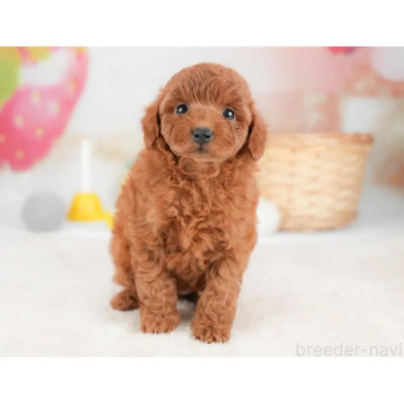 販売中の栃木県のトイプードル-452731の6枚目