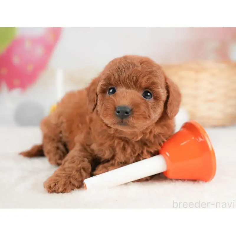 販売中の栃木県のトイプードル-452731の5枚目