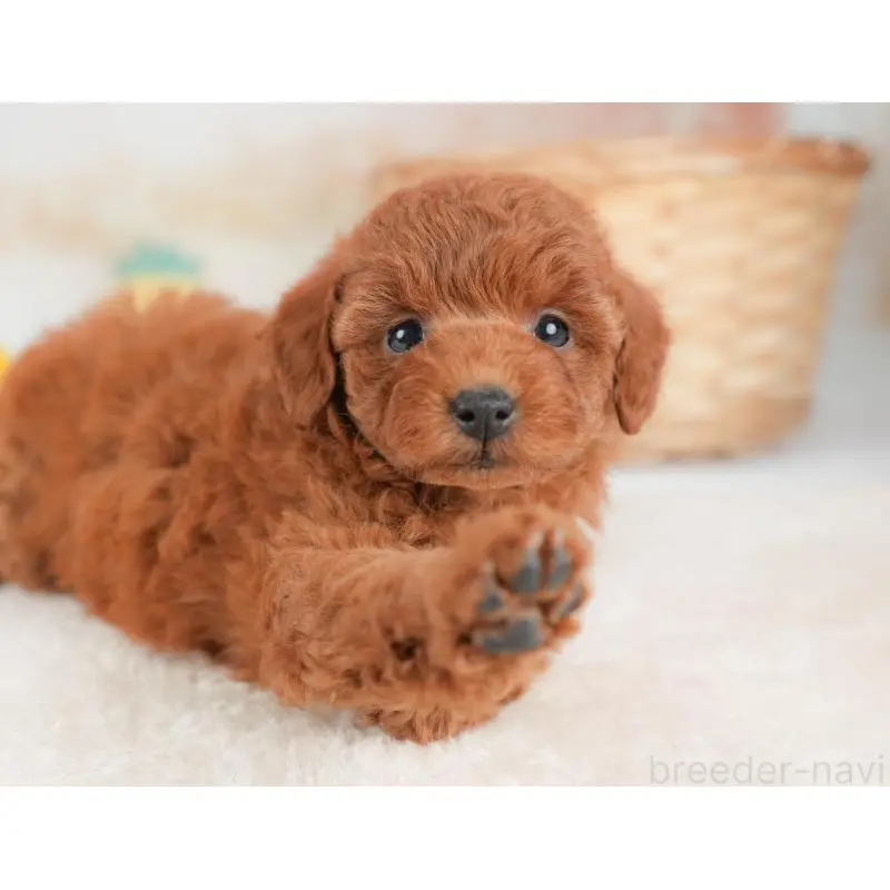 販売中の栃木県のトイプードル-452731の4枚目