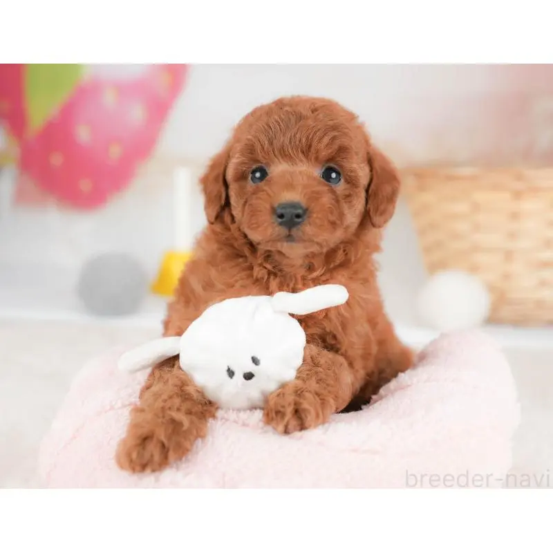 販売中の栃木県のトイプードル-452731の3枚目