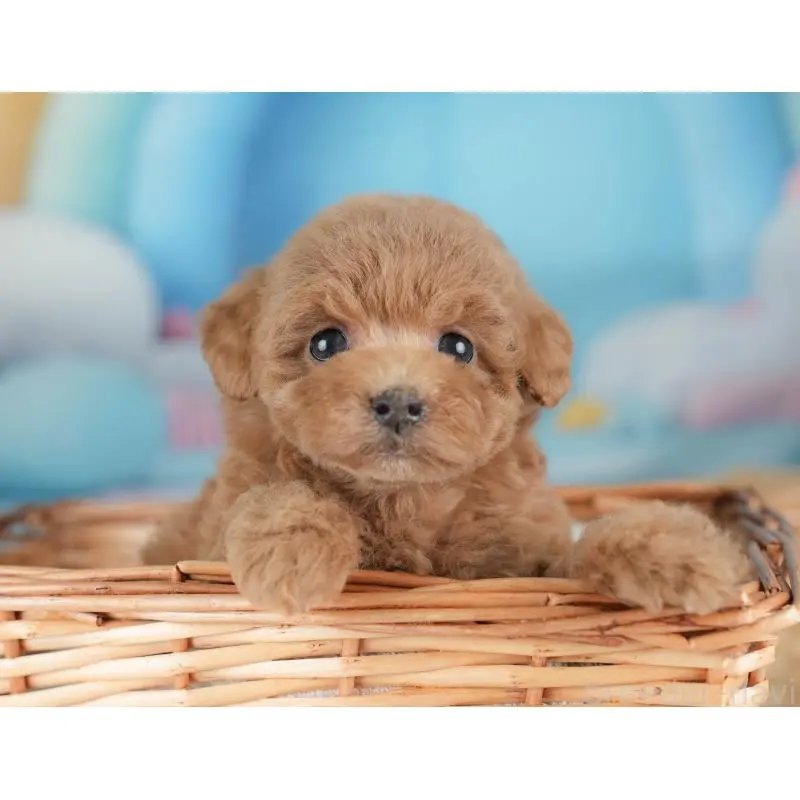 販売中の栃木県のトイプードル-452727の11枚目