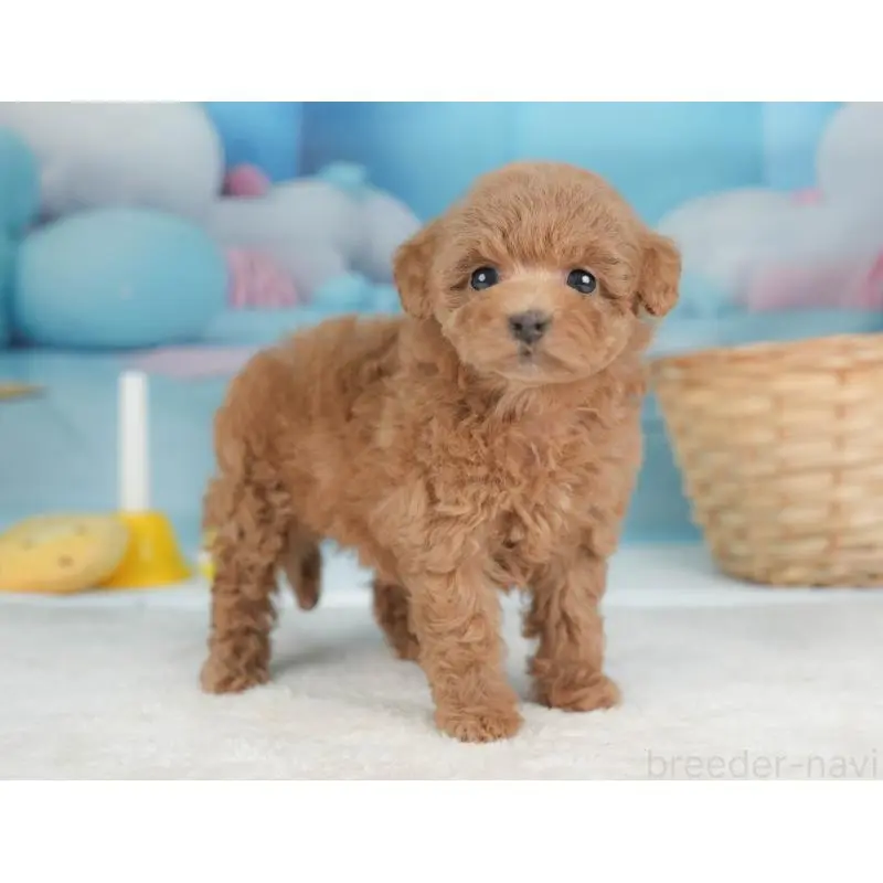 販売中の栃木県のトイプードル-452727の10枚目