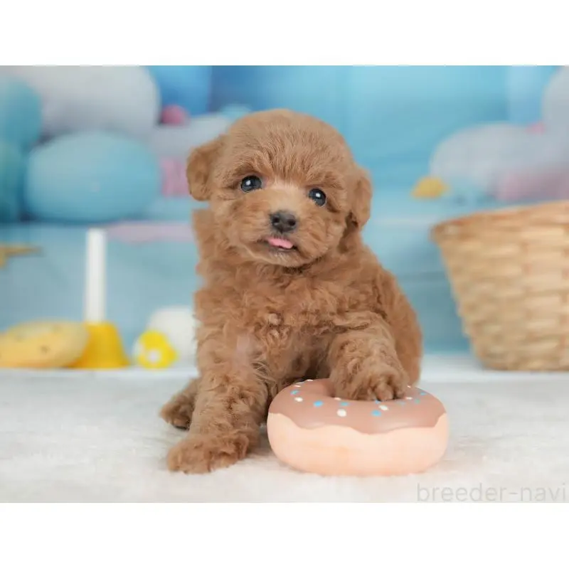 販売中の栃木県のトイプードル-452727の9枚目