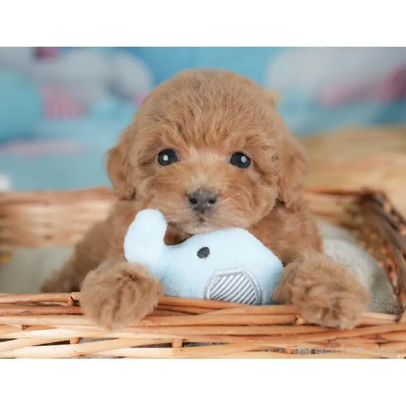 販売中の栃木県のトイプードル-452727の8枚目