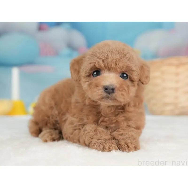 販売中の栃木県のトイプードル-452727の7枚目