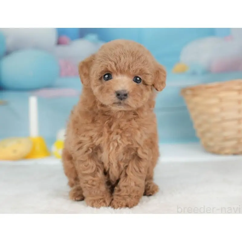 販売中の栃木県のトイプードル-452727の6枚目