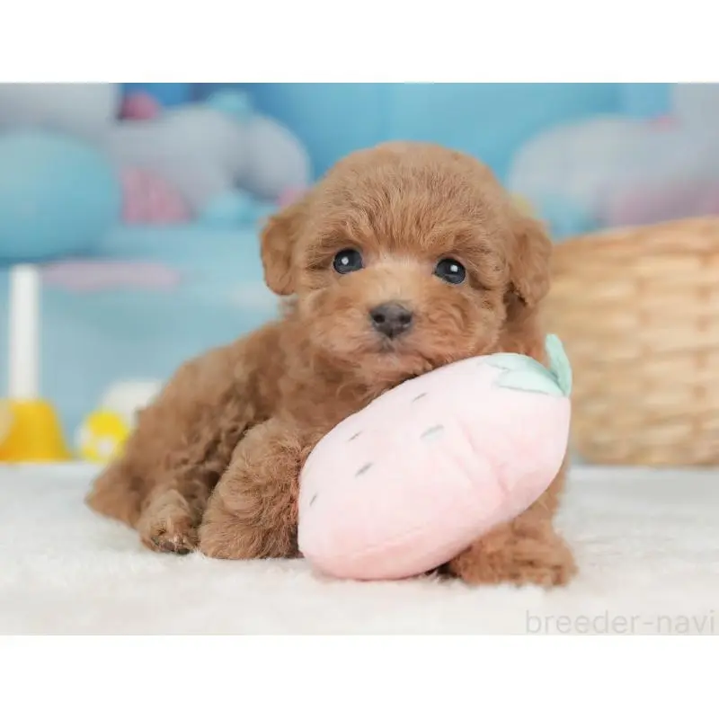 販売中の栃木県のトイプードル-452727の5枚目