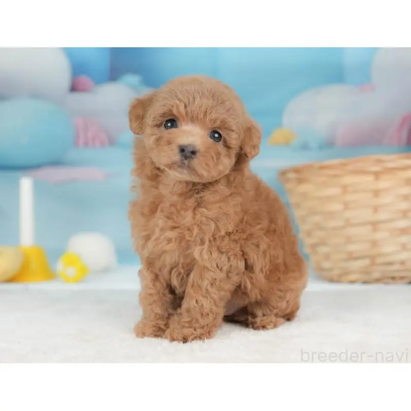 販売中の栃木県のトイプードル-452727の4枚目