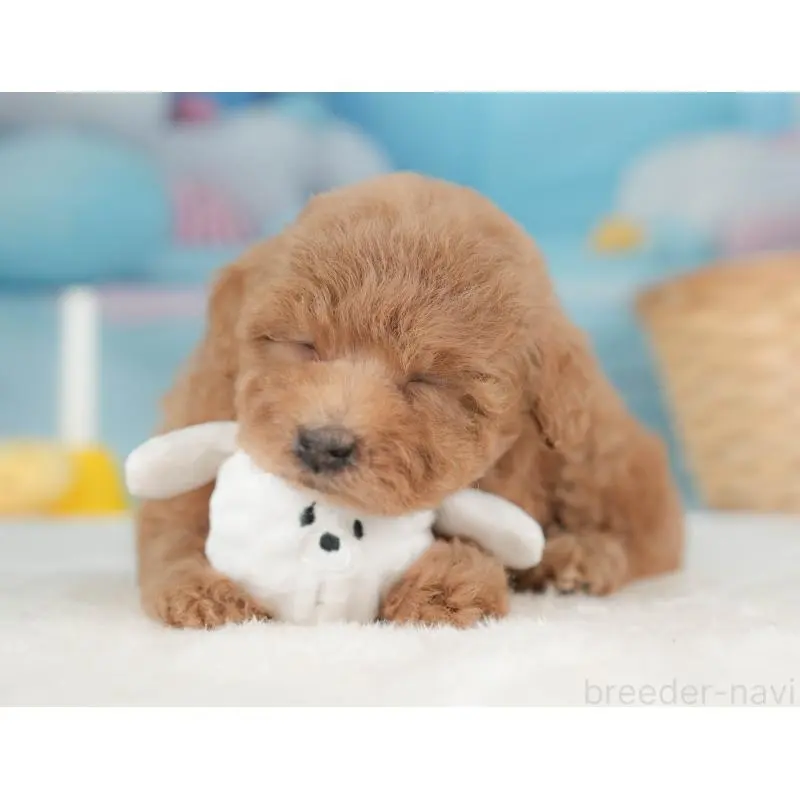 販売中の栃木県のトイプードル-452727の3枚目