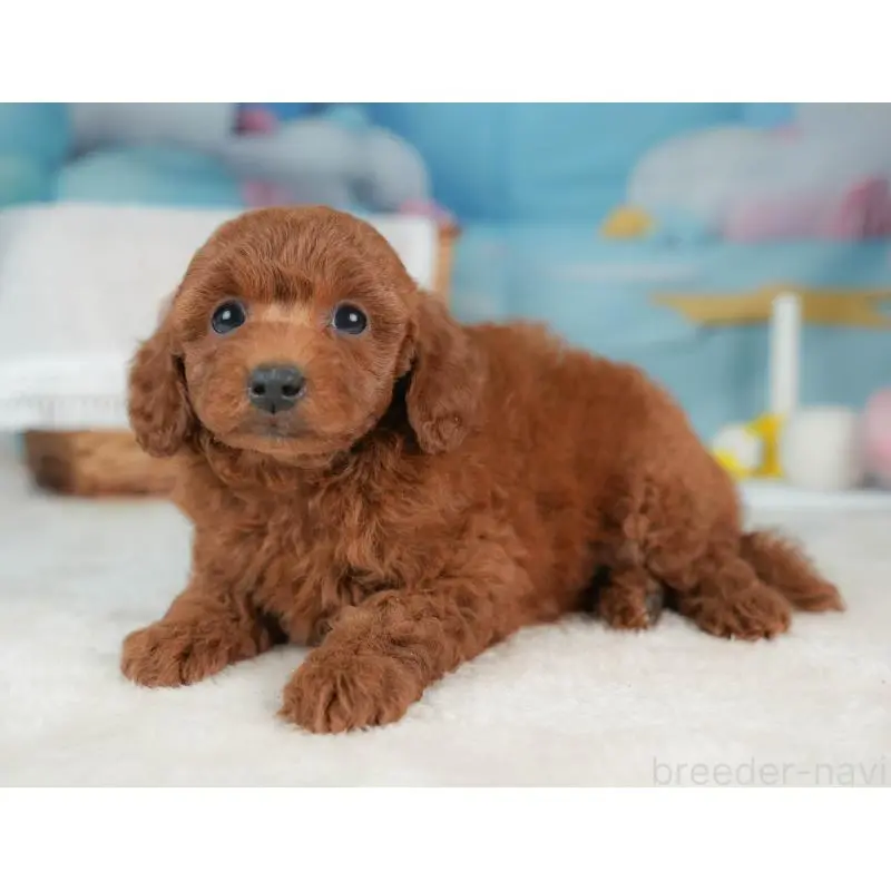 販売中の栃木県のトイプードル-452725の11枚目