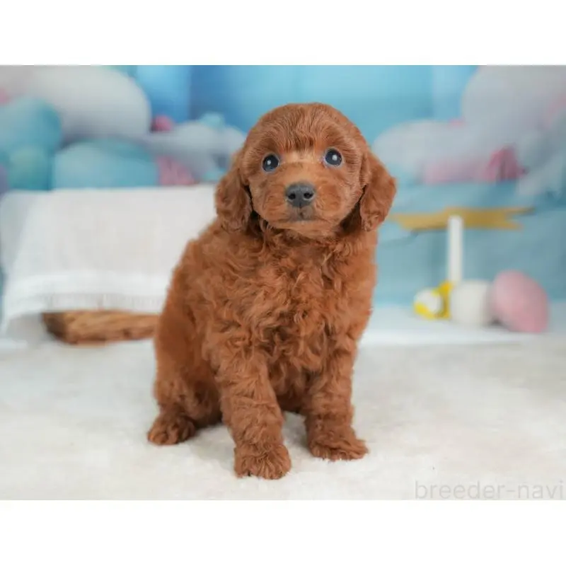 販売中の栃木県のトイプードル-452725の10枚目