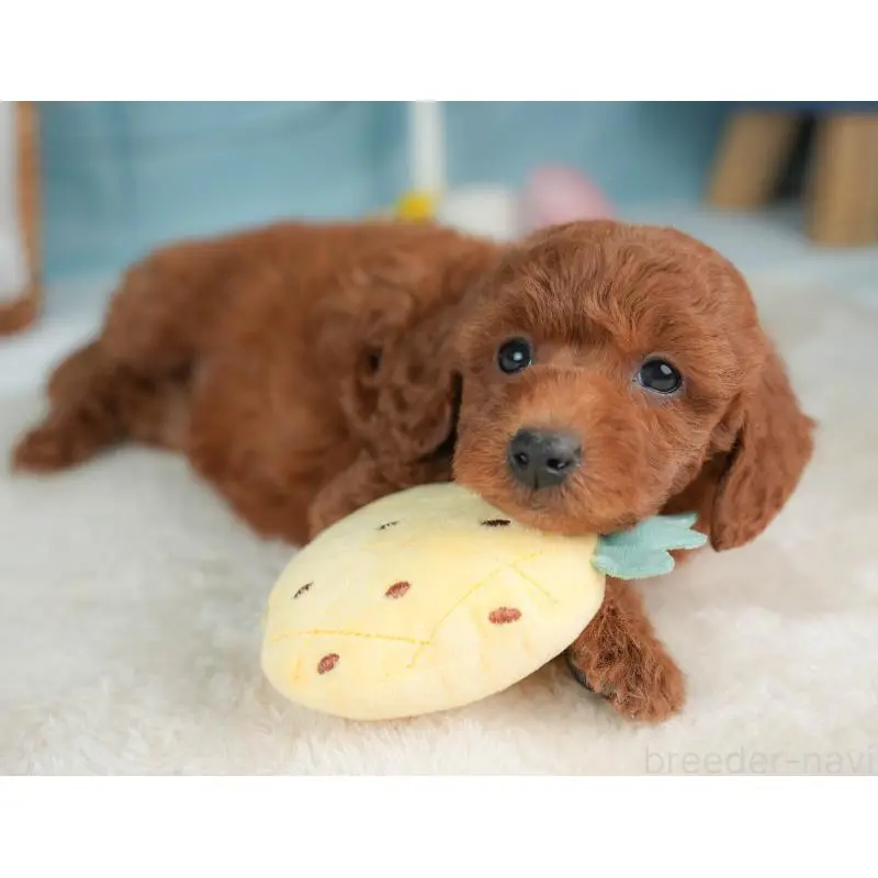 販売中の栃木県のトイプードル-452725の9枚目