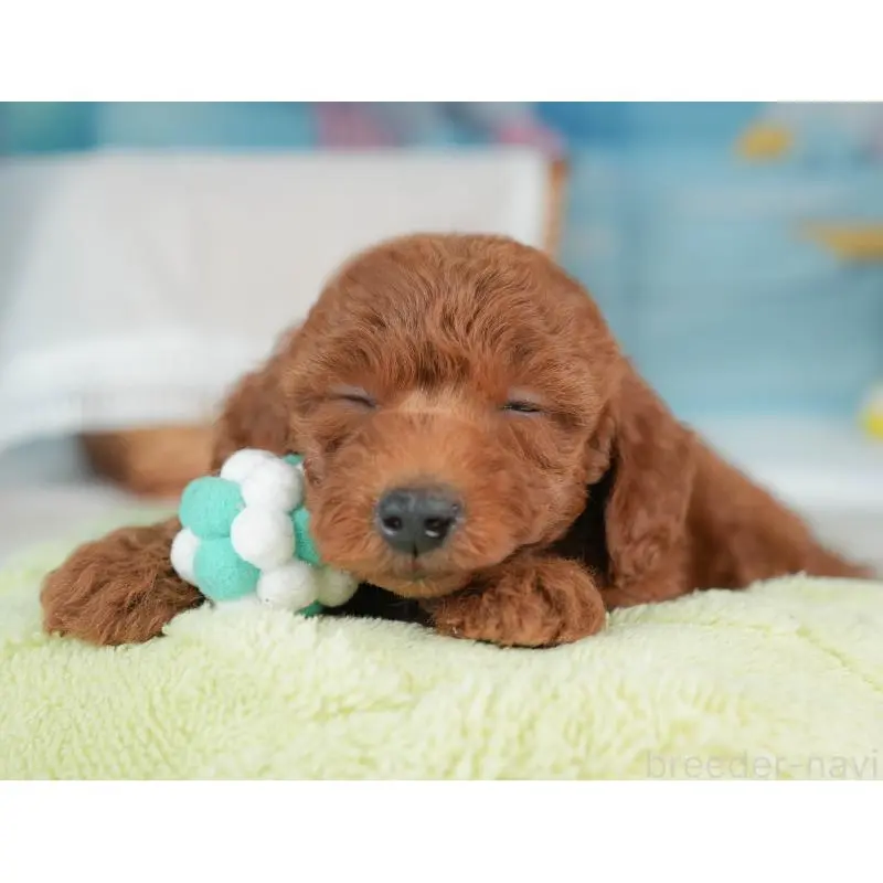 販売中の栃木県のトイプードル-452725の7枚目