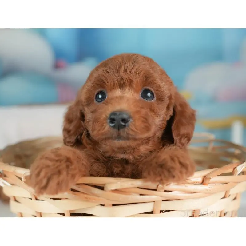 販売中の栃木県のトイプードル-452725の6枚目