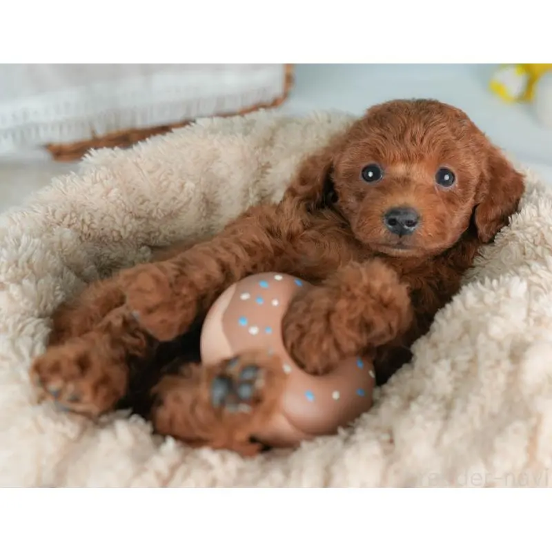 販売中の栃木県のトイプードル-452725の5枚目