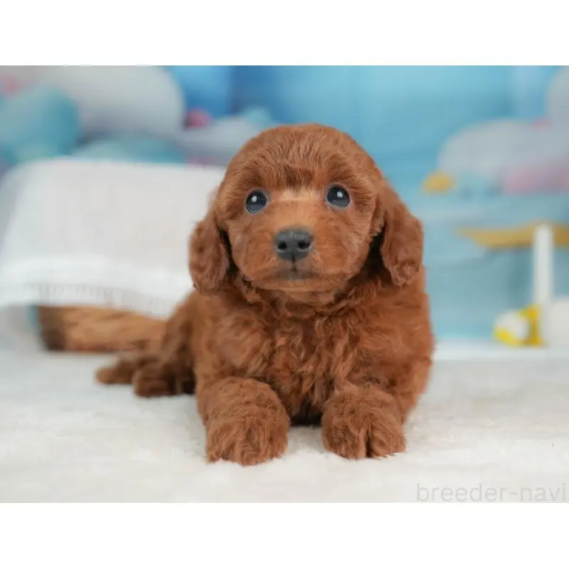 販売中の栃木県のトイプードル-452725の4枚目