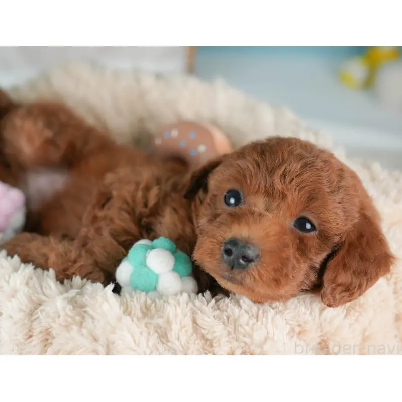 販売中の栃木県のトイプードル-452725の3枚目