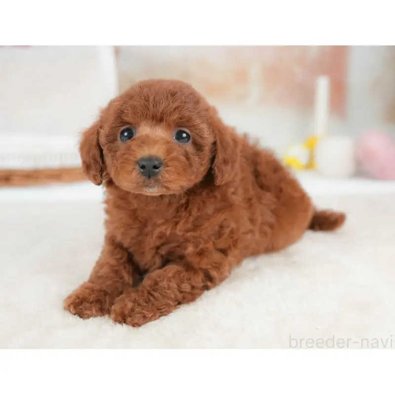 販売中の栃木県のトイプードル-452721の11枚目