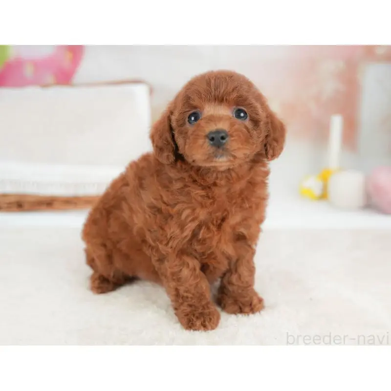 販売中の栃木県のトイプードル-452721の10枚目