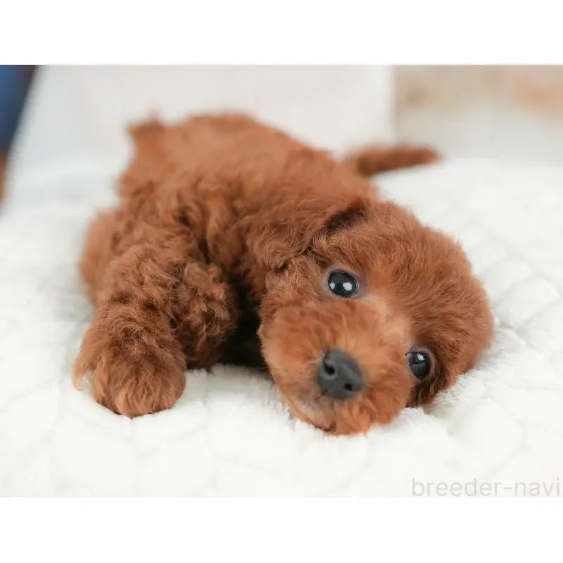 販売中の栃木県のトイプードル-452721の9枚目