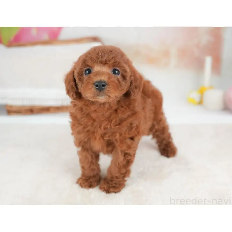 販売中の栃木県のトイプードル-452721の8枚目