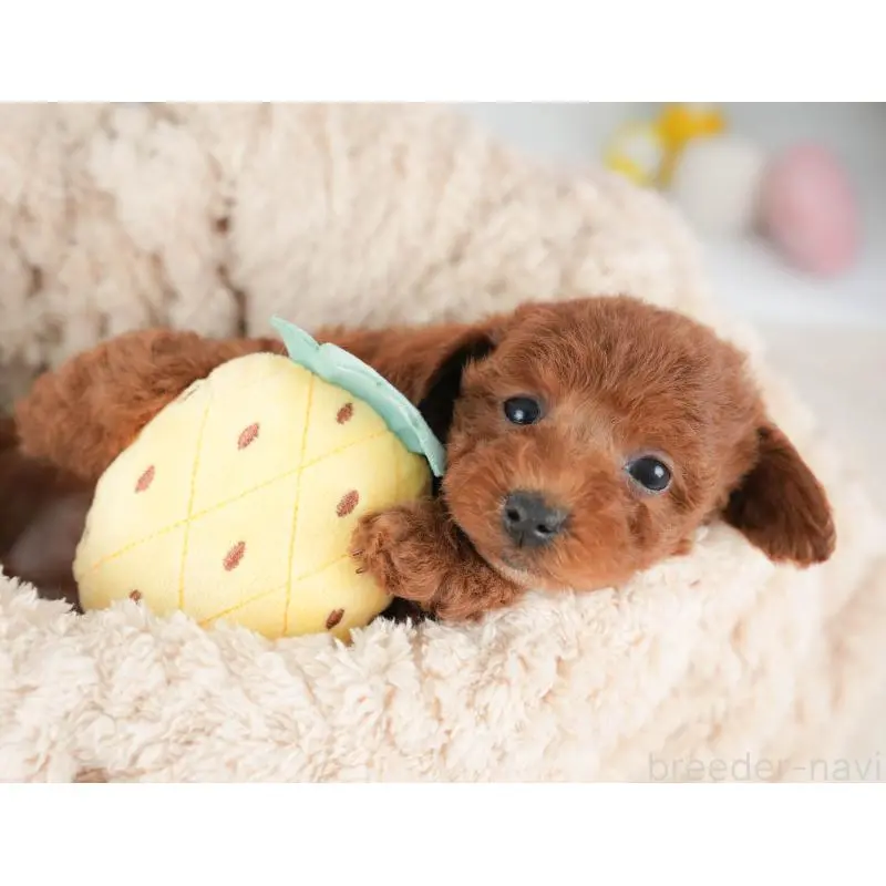 販売中の栃木県のトイプードル-452721の7枚目