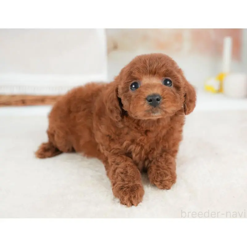 販売中の栃木県のトイプードル-452721の6枚目