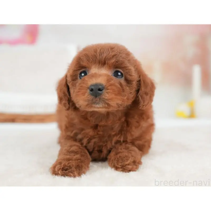 販売中の栃木県のトイプードル-452721の5枚目