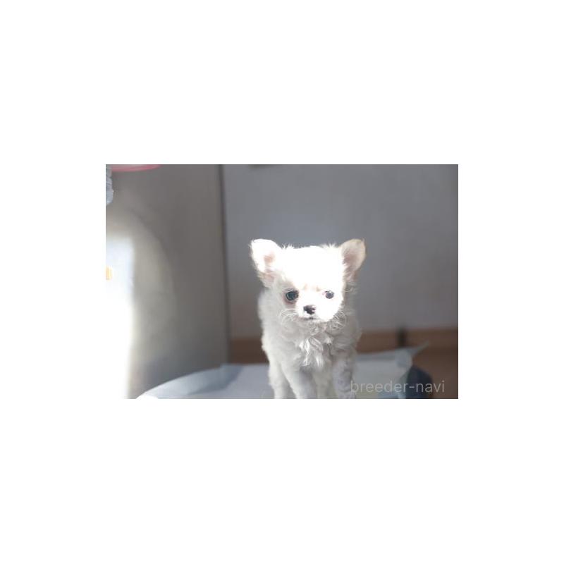 販売中の千葉県のチワワ(ロングコート)-452442の5枚目