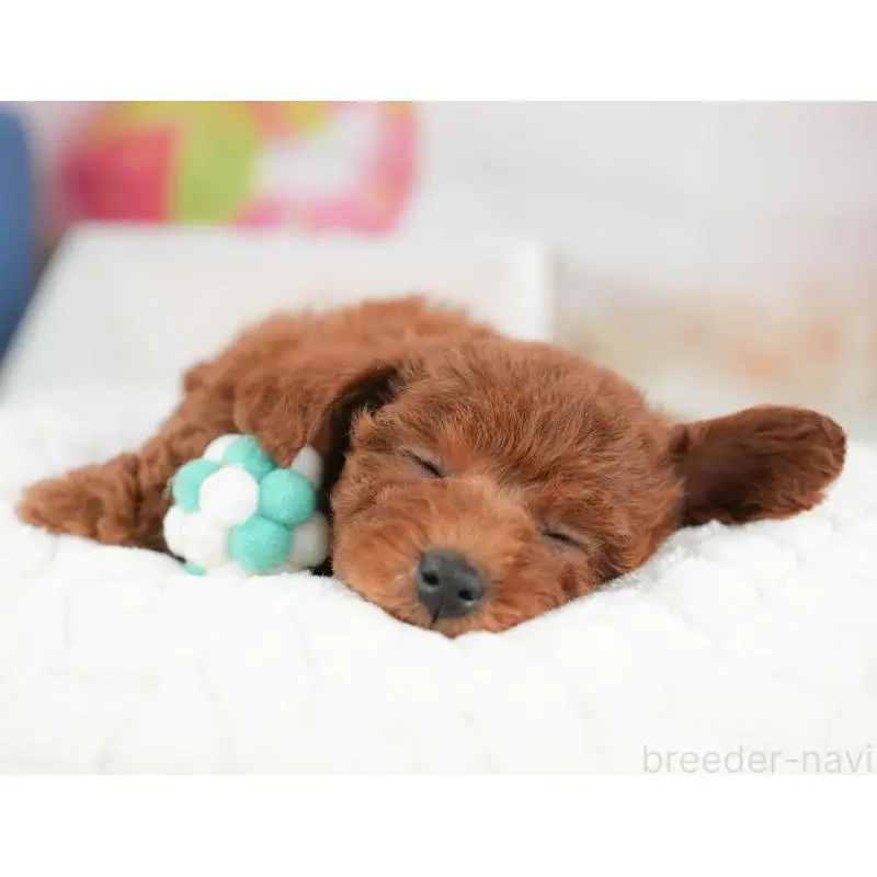 販売中の栃木県のトイプードル-452721の4枚目