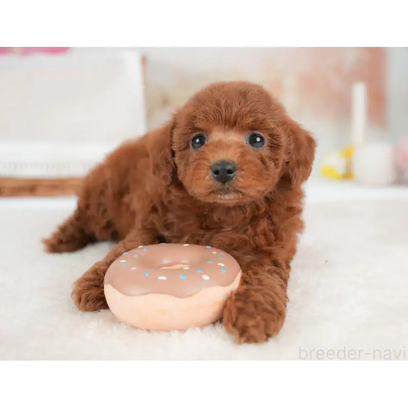 販売中の栃木県のトイプードル-452721の3枚目