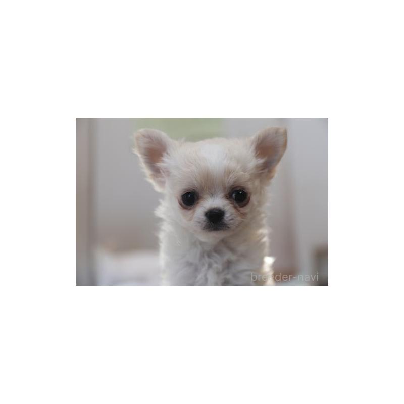 販売中の千葉県のチワワ(ロングコート)-452442の4枚目