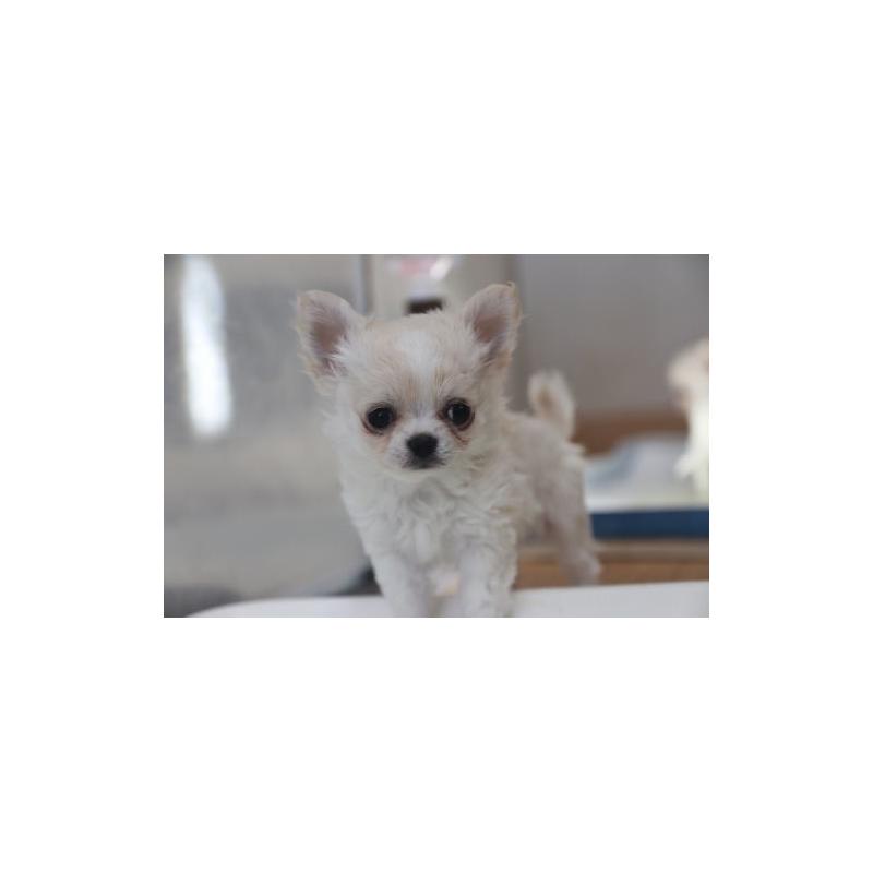 販売中の千葉県のチワワ(ロングコート)-452442の3枚目