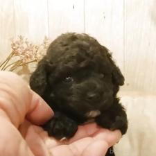 ♀︎ティーカッププードル