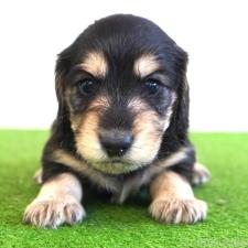 ♀︎ミニチュアダックスフンド(ロングヘアード)