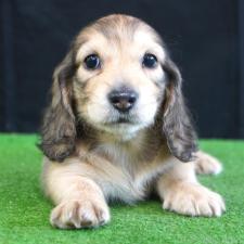 ♀︎ミニチュアダックスフンド(ロングヘアード)