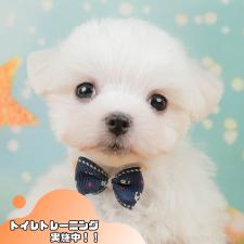 ♀︎マルチーズ