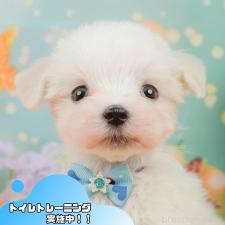 ♀︎マルチーズ