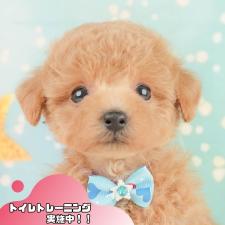 ♀︎トイプードル