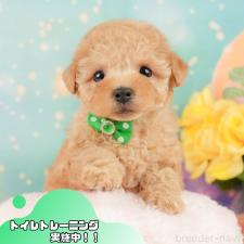 ♀︎トイプードル