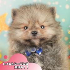♀︎ポメラニアン