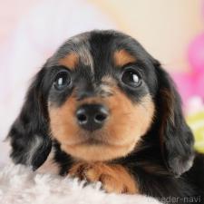 ♀︎ミニチュアダックスフンド(ロングヘアード)